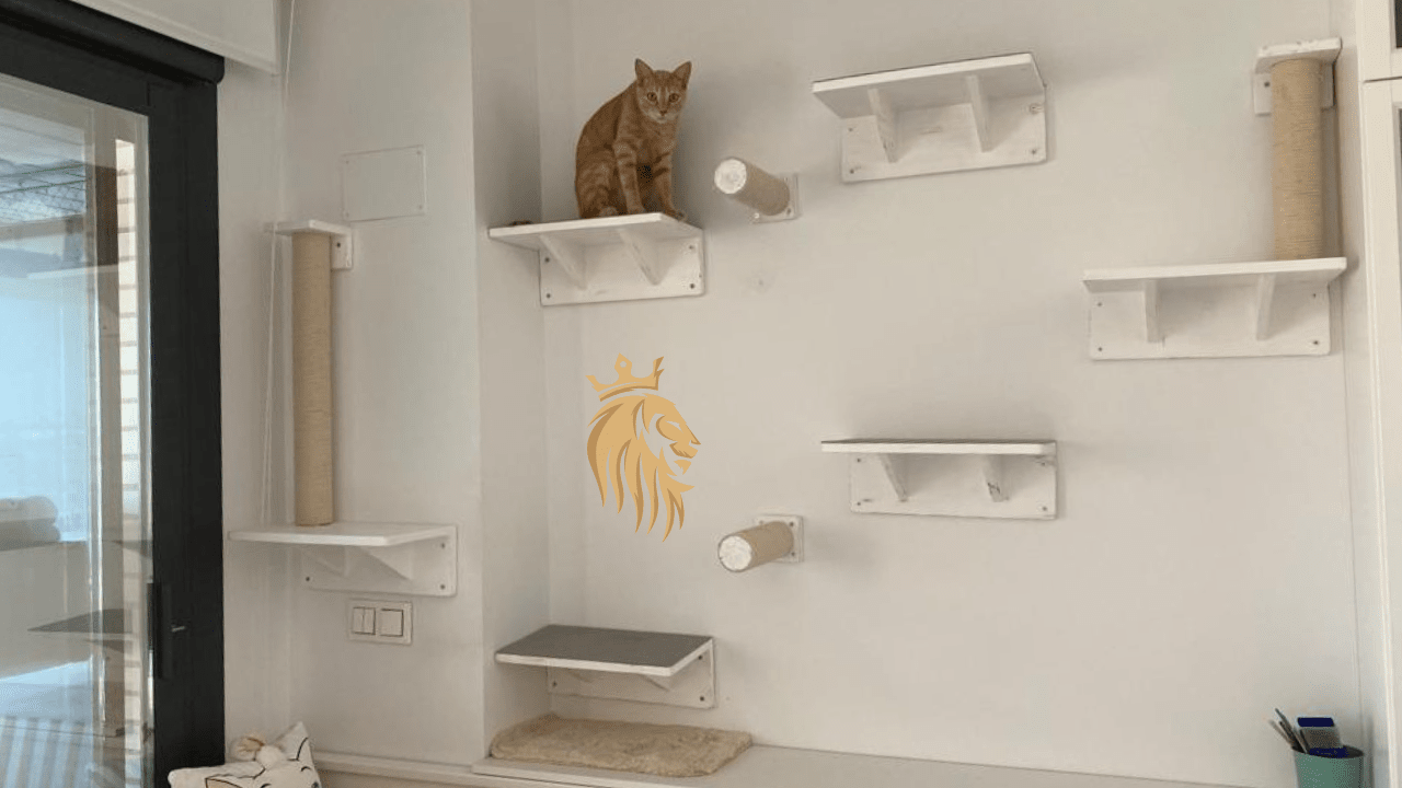 Circuito para Gatos para los 9 Gatos de Paloma
