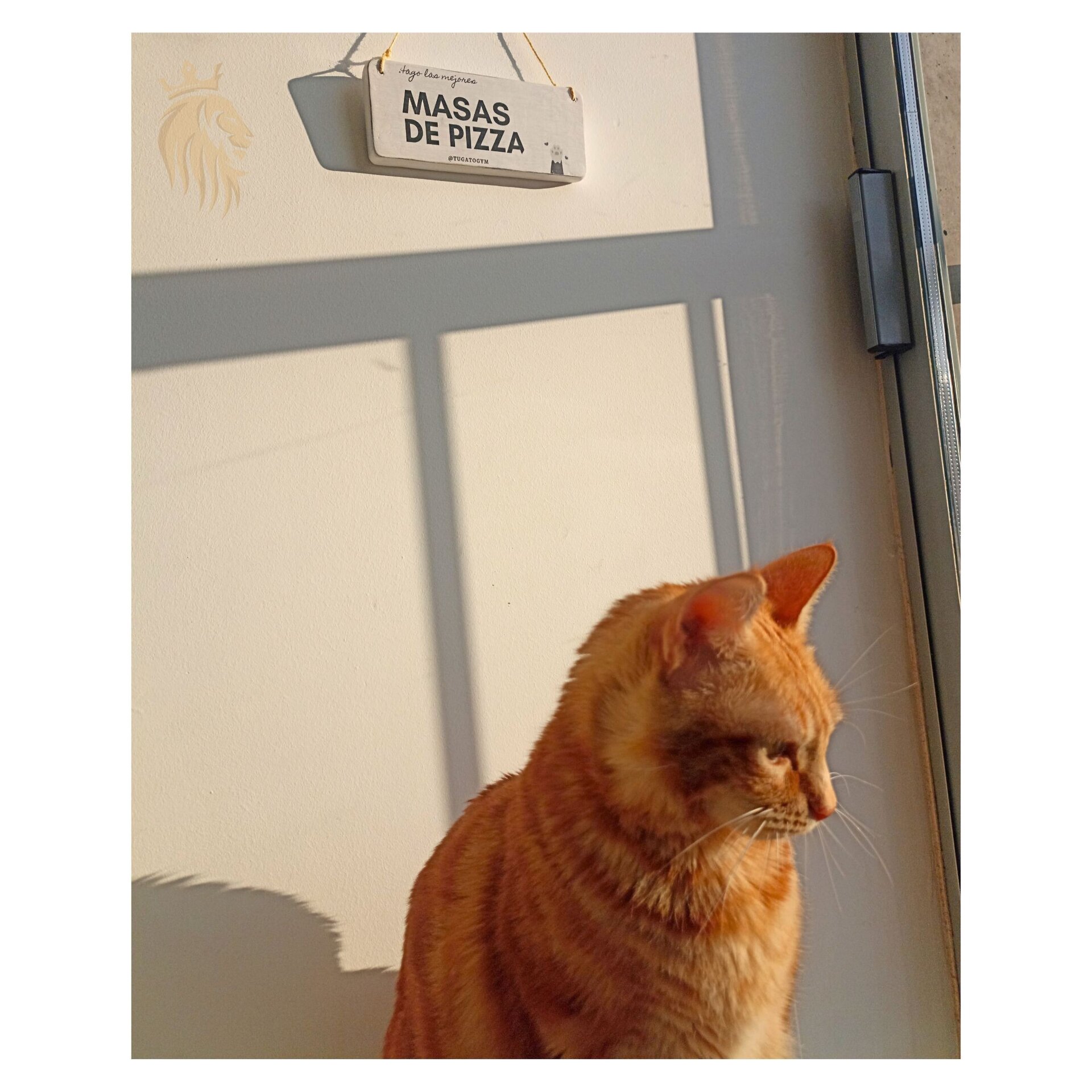 Mensajes Catlovers en Madera Maciza + Regalo - 4