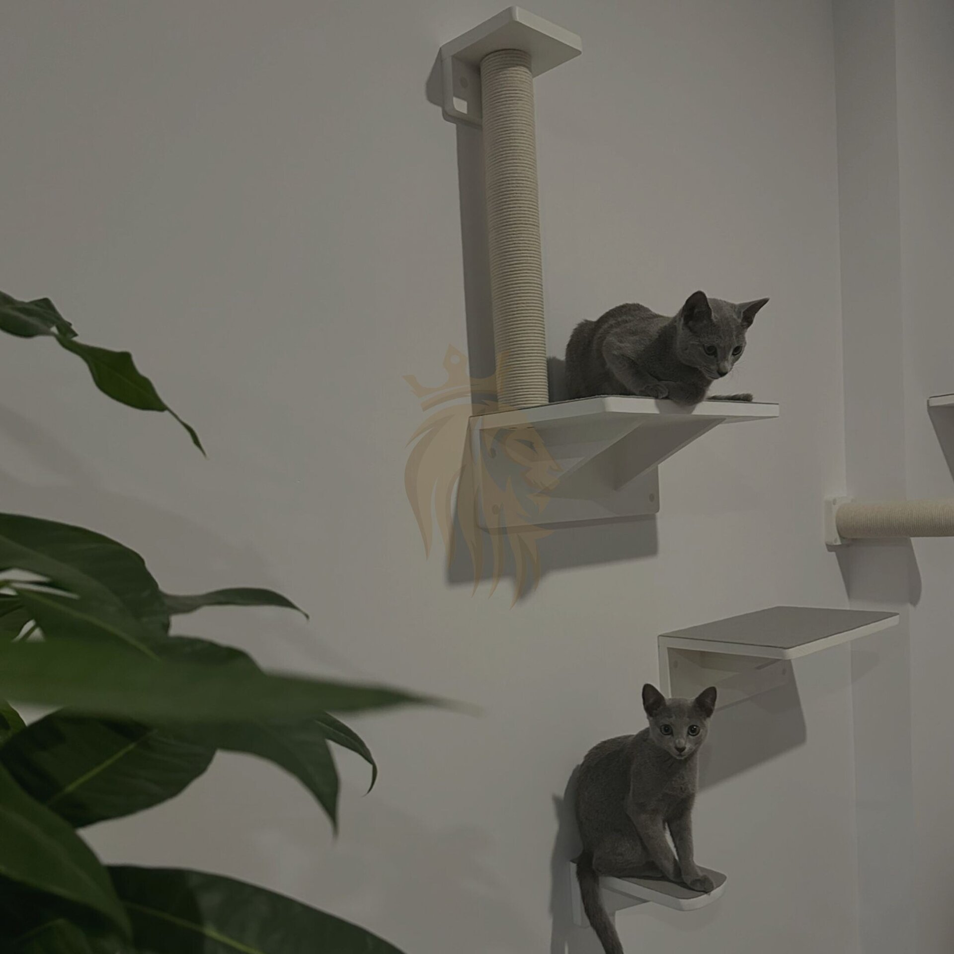 El Paraíso para tu Gato