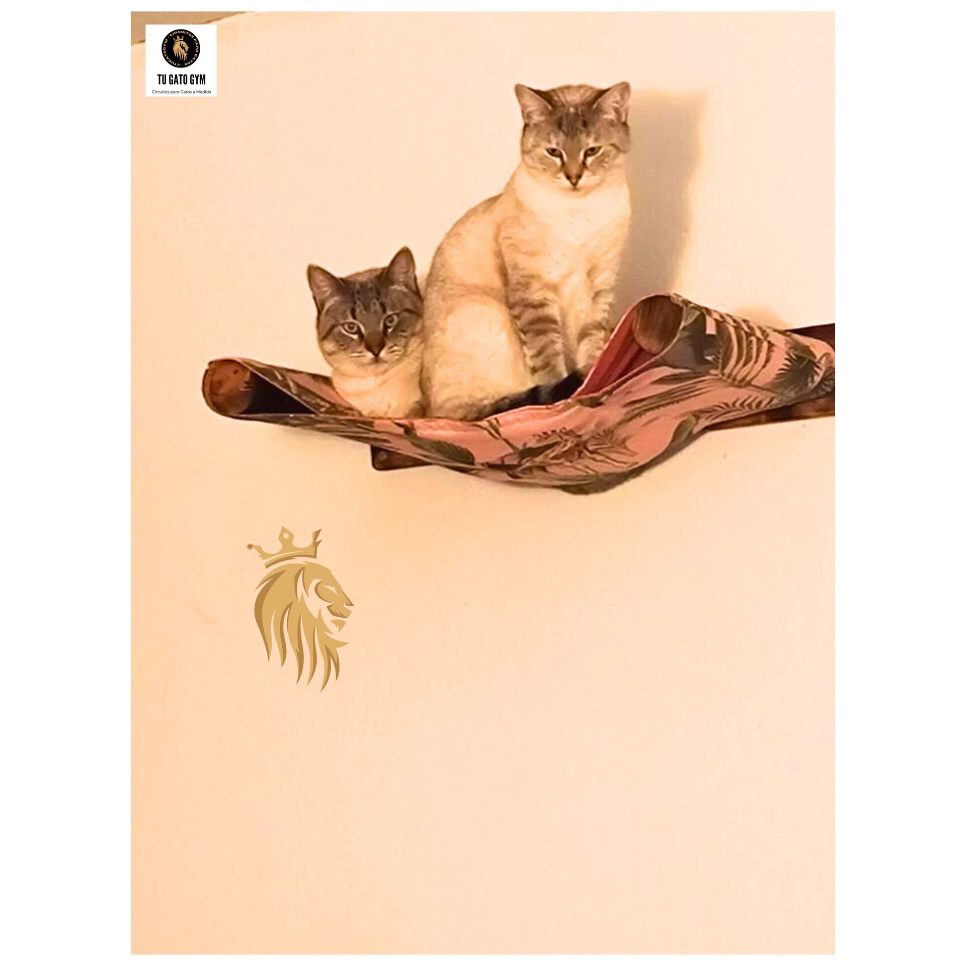 Hamaca para gatos de cualquier tamaño, ¡súper resistente! + Estudio + Regalo - 13