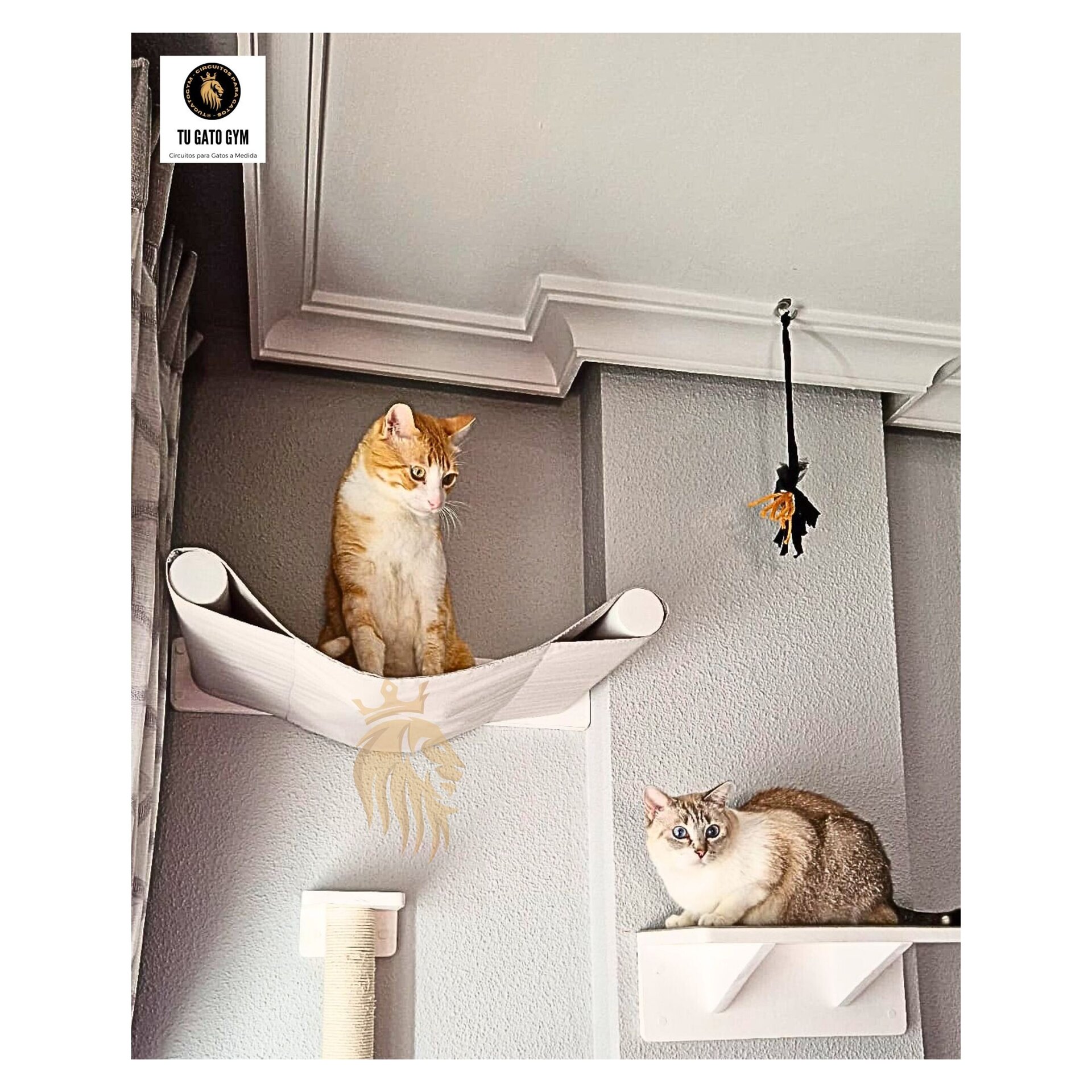 Hamaca para gatos + 2 Tejidos (¡1 de recambio!) + Estudio + Regalo - 27