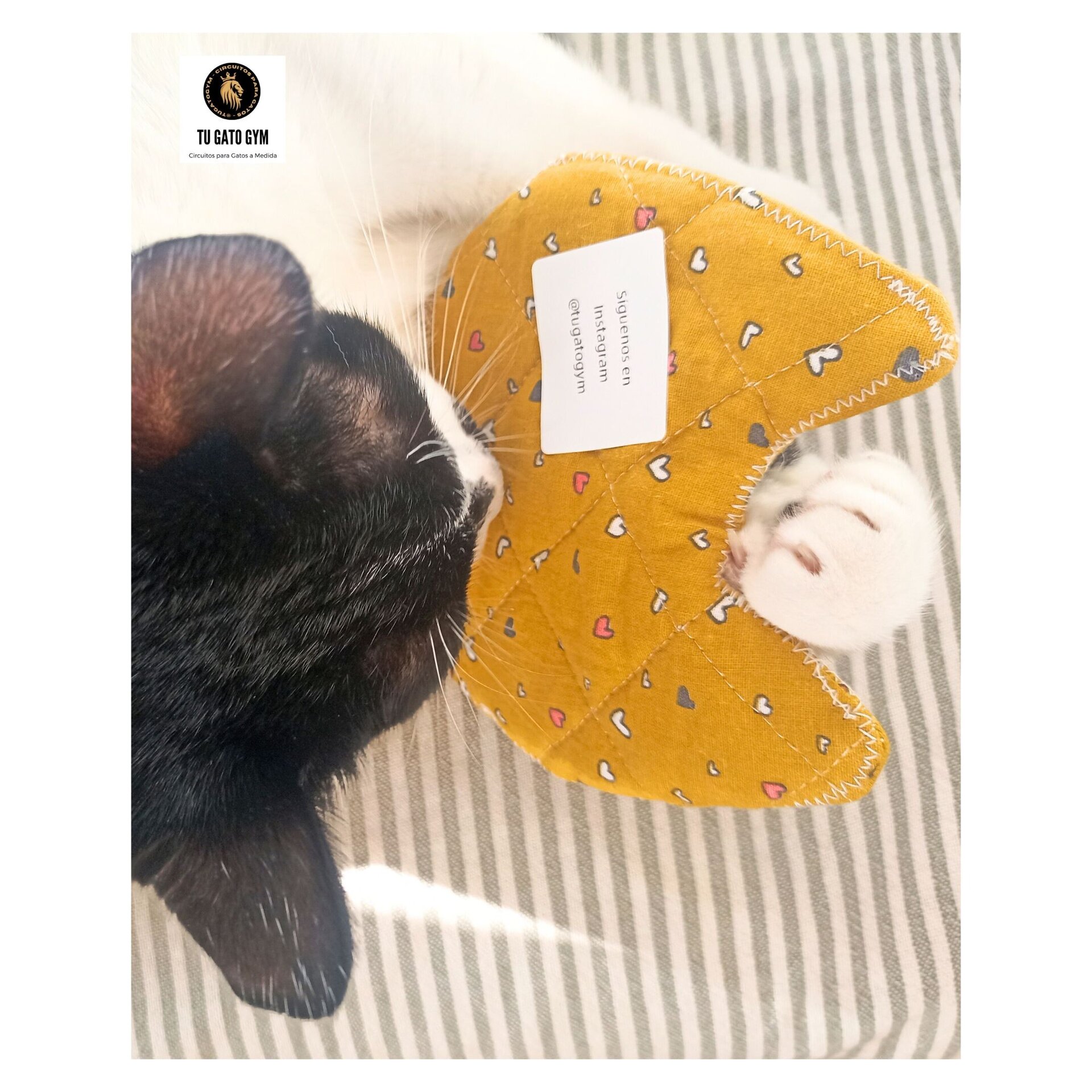 Pareja de Posavasos/tazas acolchados multiusos + Regalo - 10