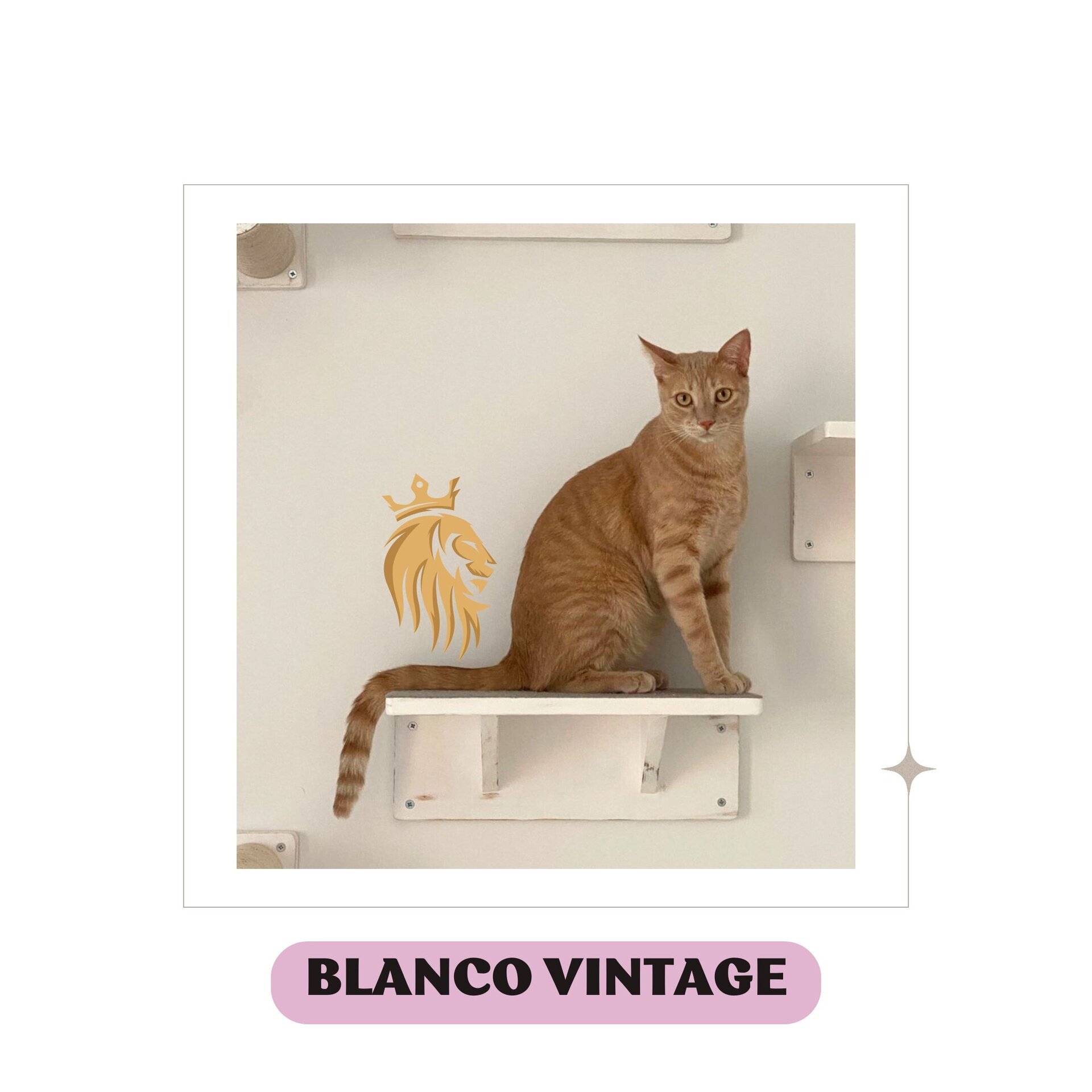 Circuito Blanco Vintage + Estudio + Esbozo + Regalo + Envío Gratis* - 7